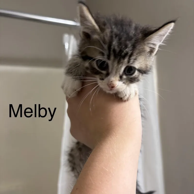 A baby small-sized female Brown / Chocolate Domestic Short Hair cat named Melby for adoption in Buffalo, MN