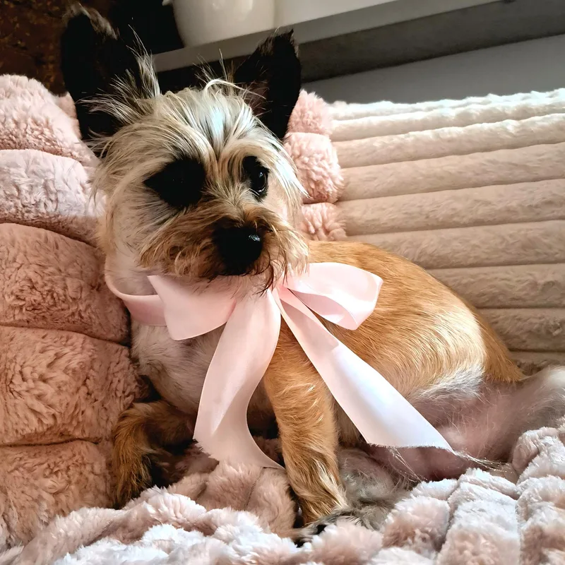 Savannah thumbnail 2