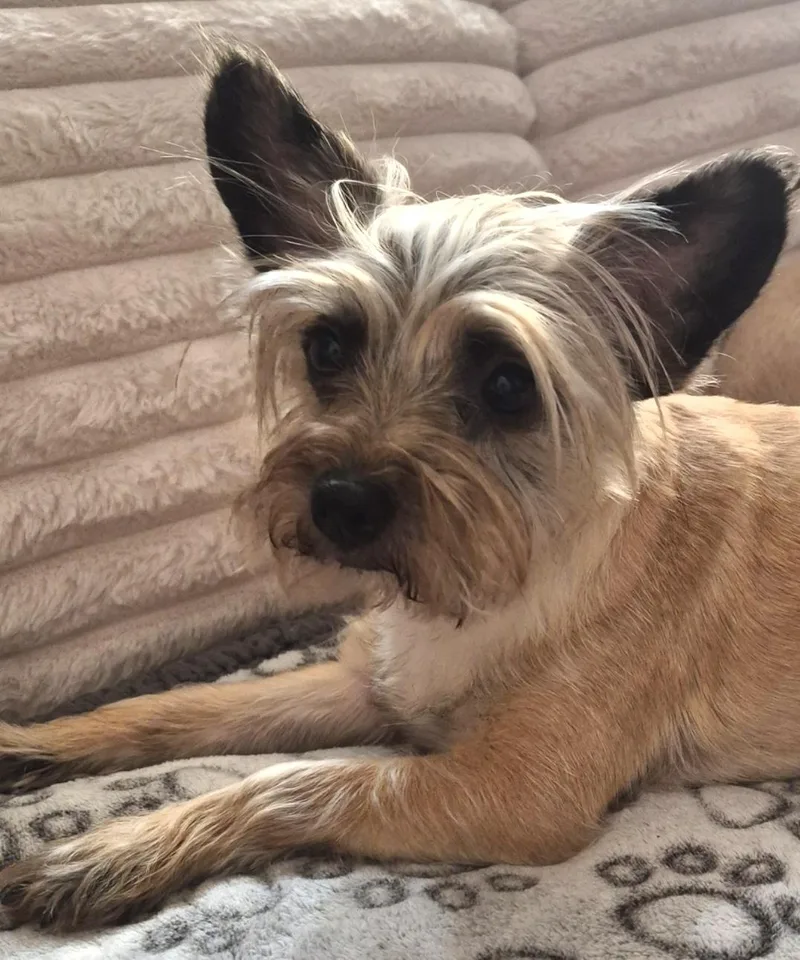 An adult small-sized female Yellow / Tan / Blond / Fawn Cairn Terrier dog named Savannah for adoption in Brooklyn, NY