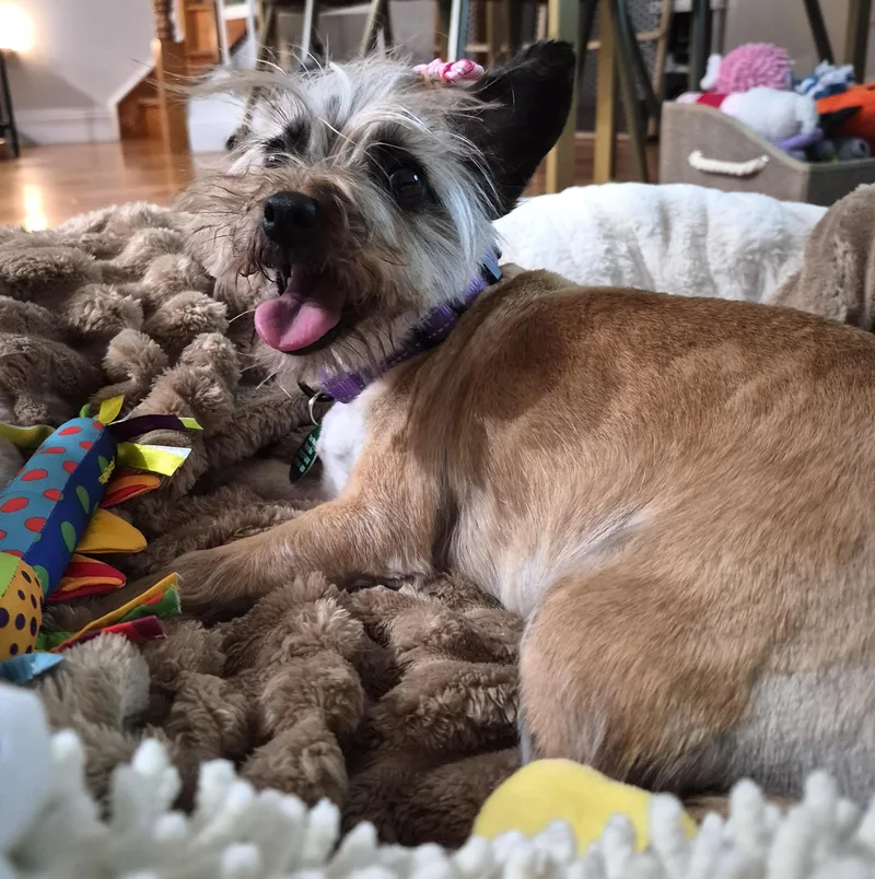 Savannah thumbnail 3