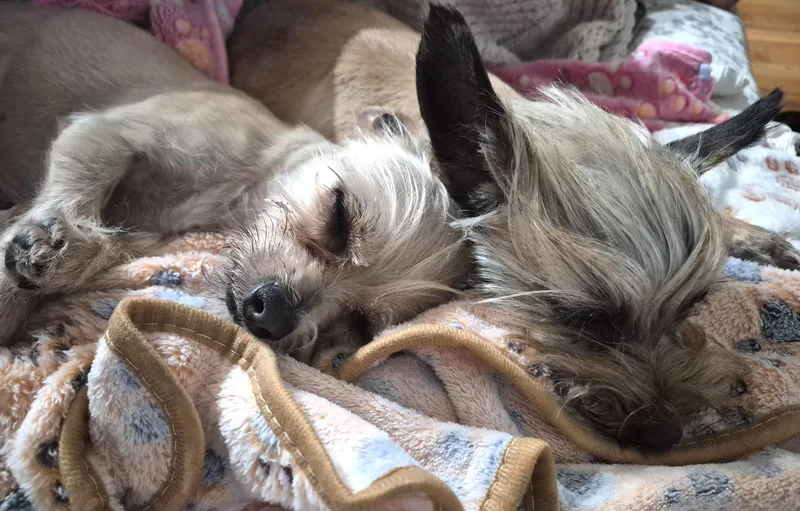 Savannah thumbnail 4