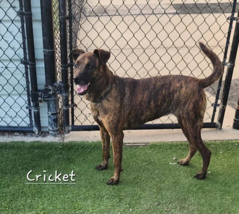Cricket