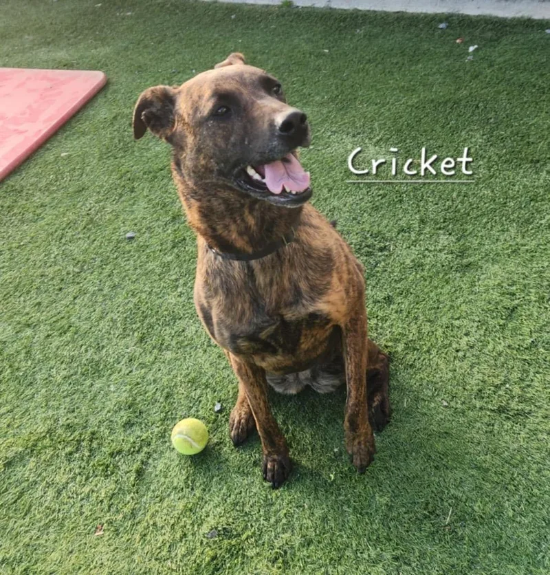 Cricket thumbnail 5