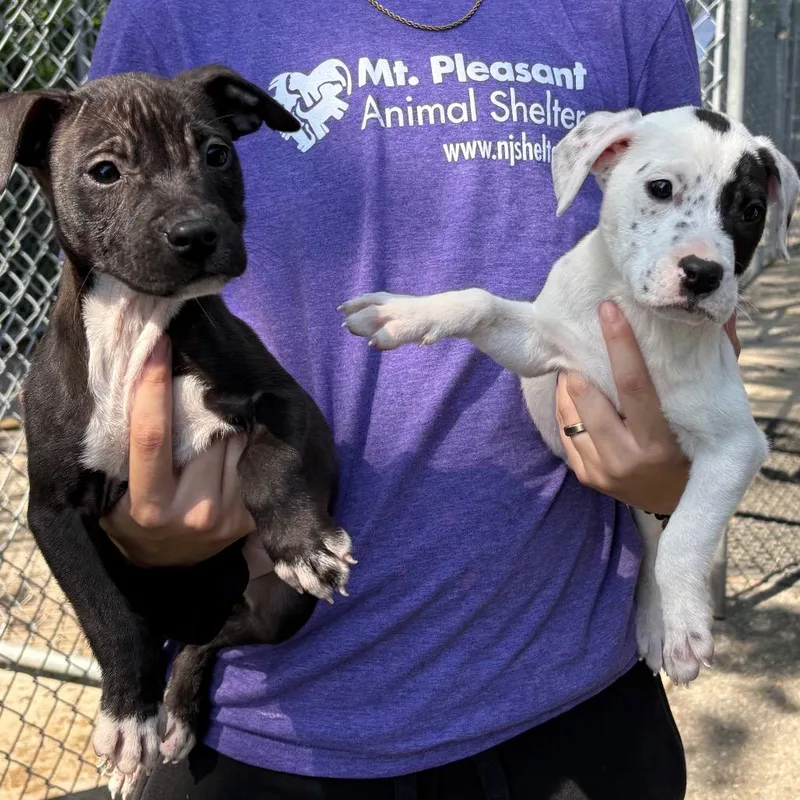 A baby medium-sized female Black Mixed Breed dog named Inky for adoption in East Hanover, NJ