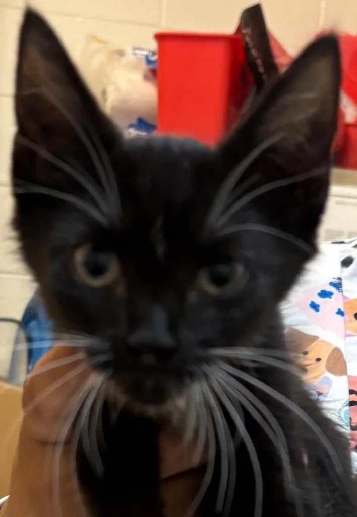 A baby small-sized female Domestic Short Hair cat named Baya for adoption in Elizabethton, TN