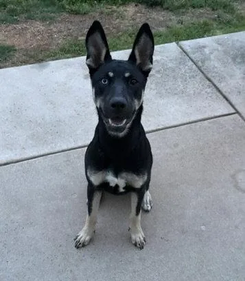 A young medium-sized female German Shepherd Dog dog named Kira for adoption in Rocky Point, NC