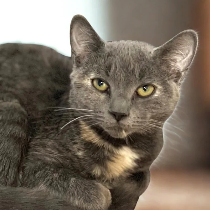 A baby small-sized female Domestic Short Hair cat named Quizanna for adoption in Port Washington, NY