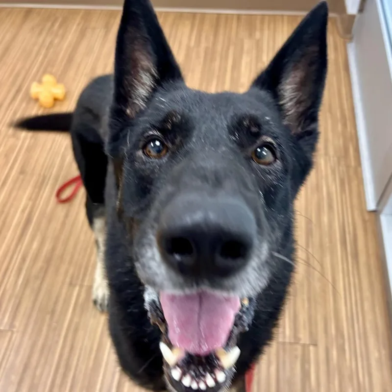 An adult large-sized male Black Mixed Breed dog named George for adoption in Sarasota, FL
