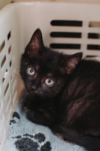 A baby small-sized male Domestic Short Hair cat named A Barclay for adoption in North Charleston, SC