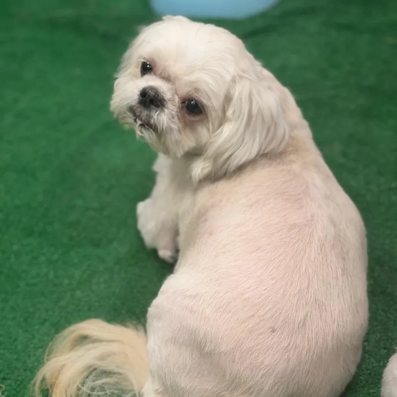 Coco