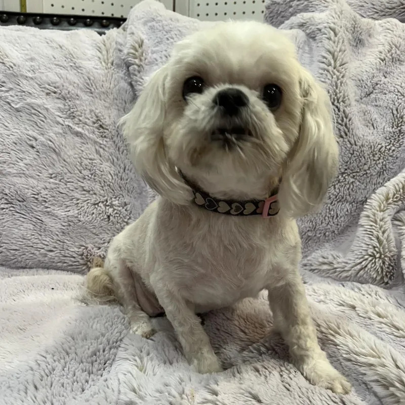 Coco thumbnail 2