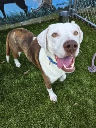 An adult large-sized male Mixed Breed dog named Texas for adoption in Savannah, GA