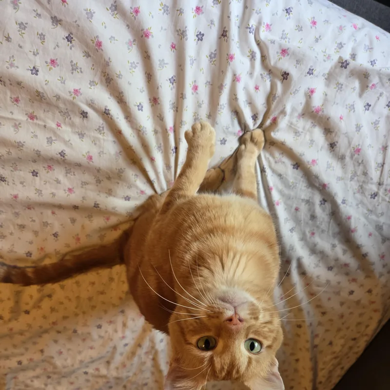 Theo
