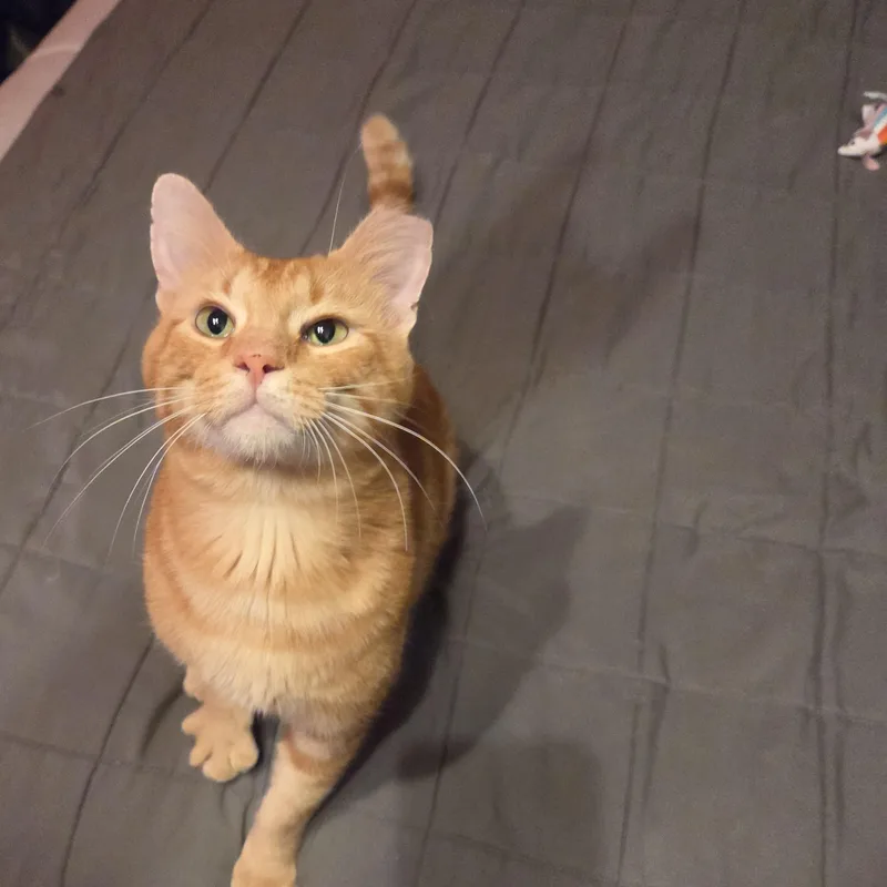 Theo thumbnail 6