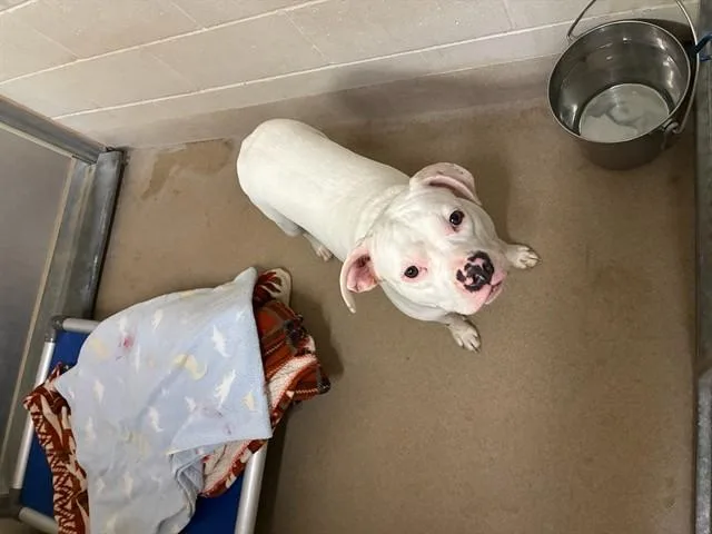 A young medium-sized female Dogo Argentino dog named Pinky for adoption in Santa Maria, CA