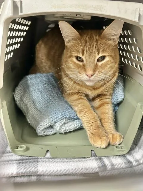 An adult medium-sized female Tabby (Orange / Red) Domestic Short Hair cat named Boga for adoption in Muskegon, MI