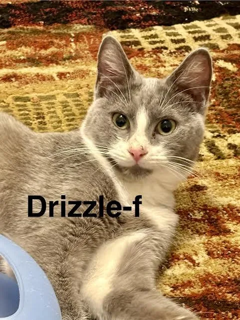 A young medium-sized female Gray & White Domestic Short Hair cat named Drizzle for adoption in Wadsworth, OH