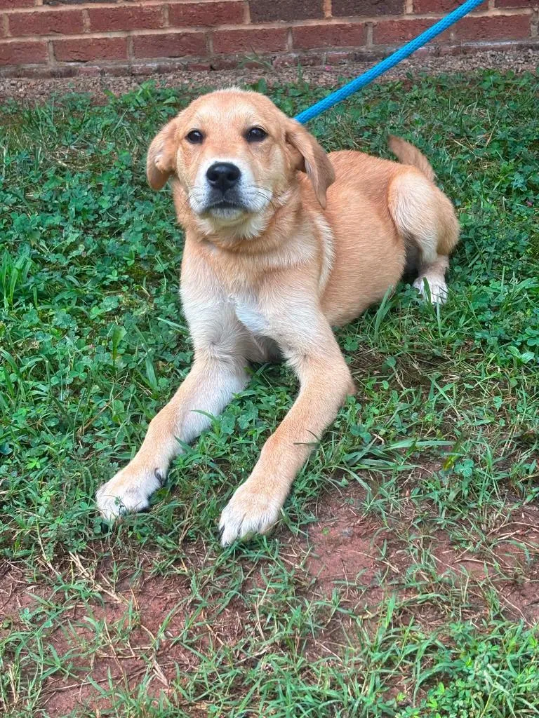 A baby medium-sized female Mixed Breed dog named Erica for adoption in Warrenton, NC