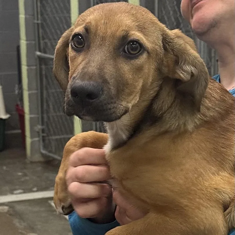 A baby small-sized male Brown / Chocolate Mixed Breed dog named Beep for adoption in Corbin, KY