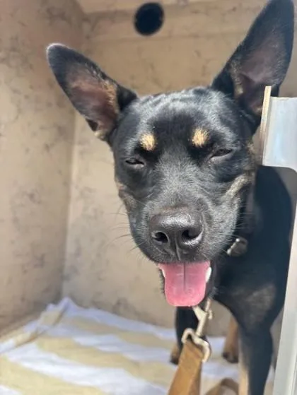 An adult medium-sized female Terrier dog named Diana for adoption in Honolulu, HI