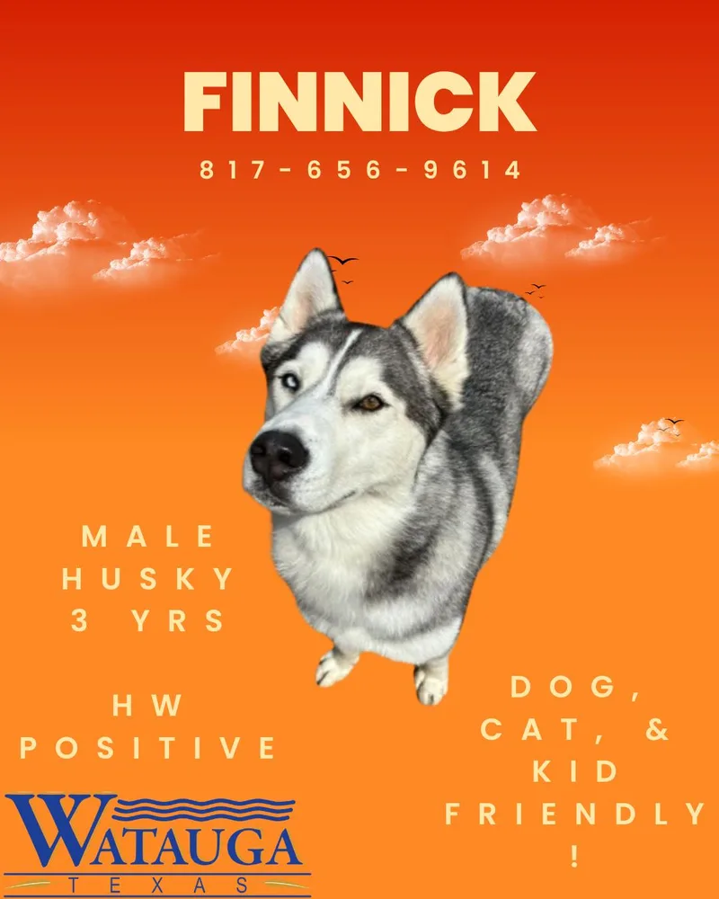 An adult medium-sized male Siberian Husky dog named Finnick for adoption in Watauga, TX