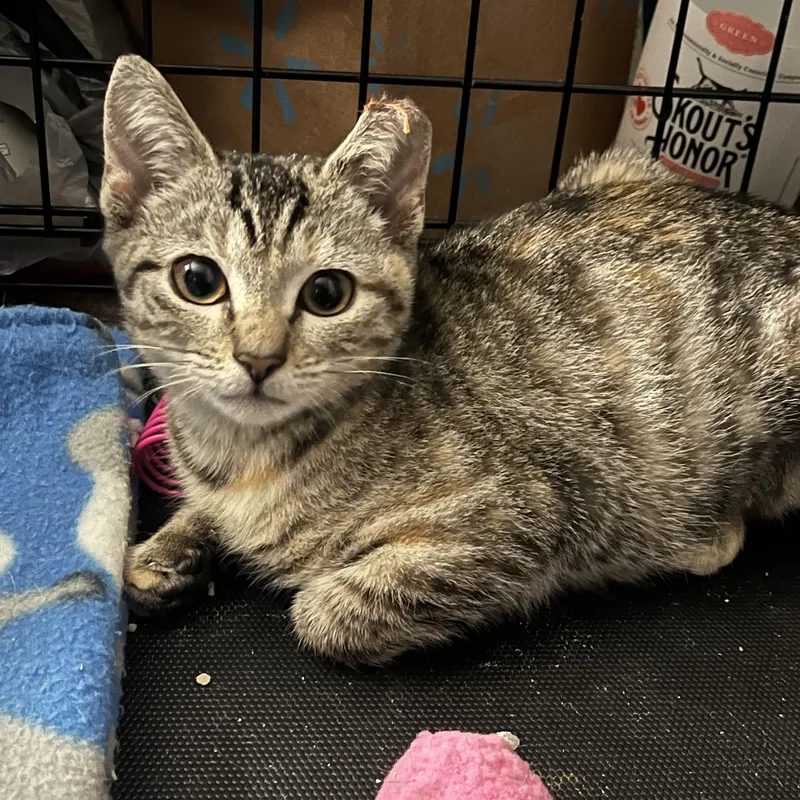 A baby medium-sized female Tabby (Brown / Chocolate) Domestic Short Hair cat named Honeydew for adoption in Elkton, MD