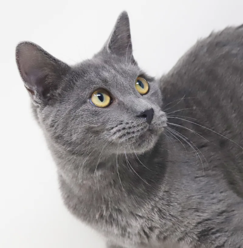 A baby small-sized male Gray / Blue / Silver Russian Blue cat named Linus is so darn for adoption in Bedford Hills, NY