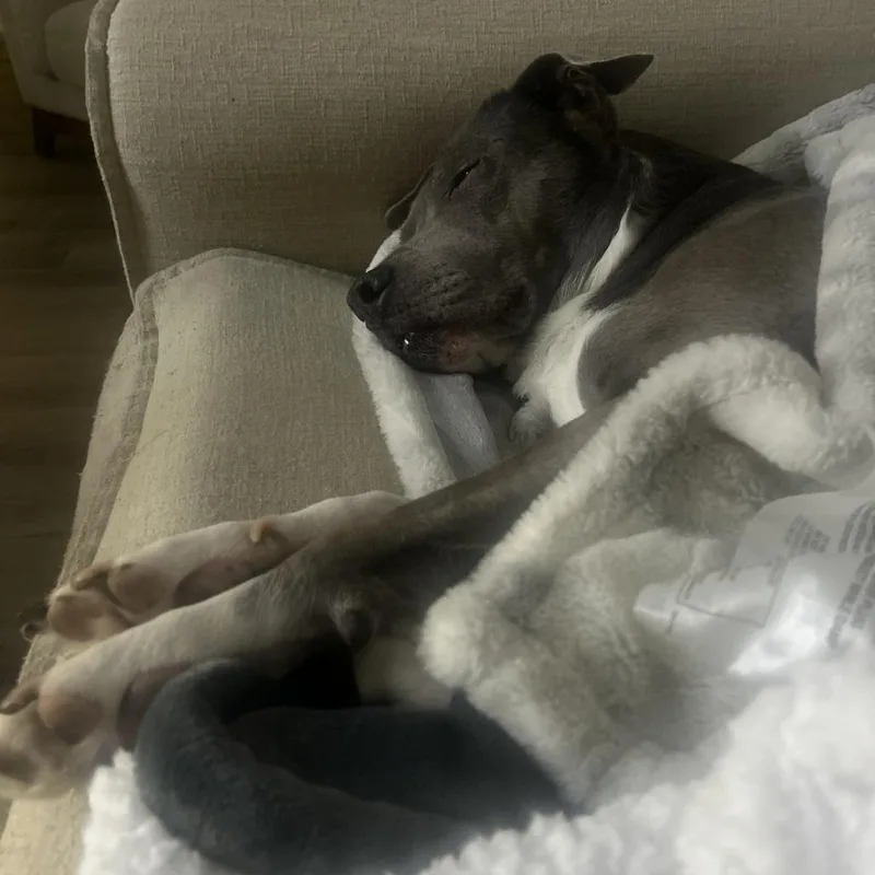 A senior medium-sized female Gray / Blue / Silver American Staffordshire Terrier dog named Athena for adoption in Fairfax Station, VA