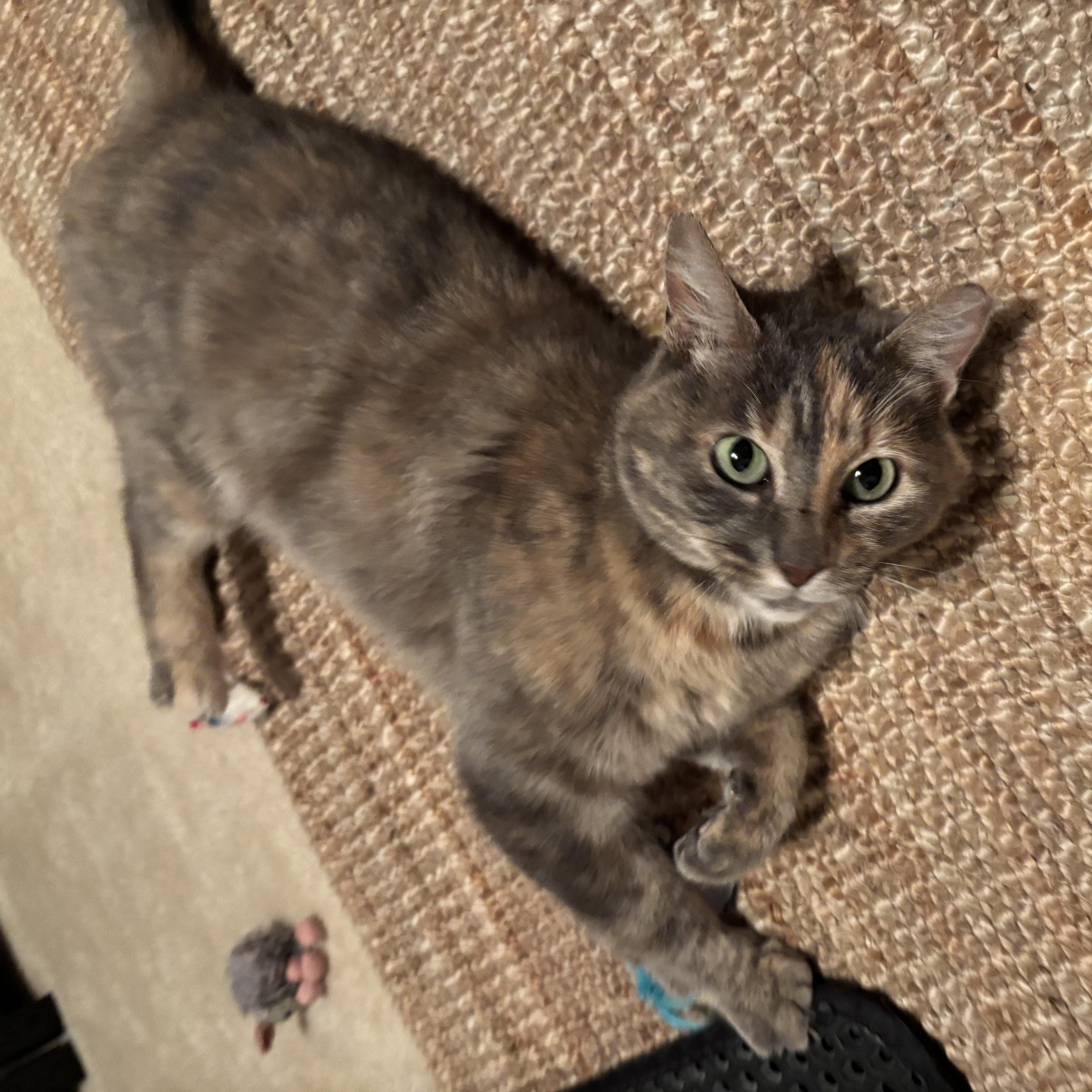 An adult medium-sized female Dilute Tortoiseshell Domestic Short Hair cat named Khloe INDOOR ONLY for adoption in Stockton, CA