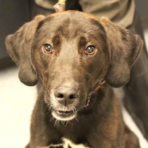 An adult small-sized male Black Labrador Retriever dog named 26-01064 for adoption in Fredericksburg, VA