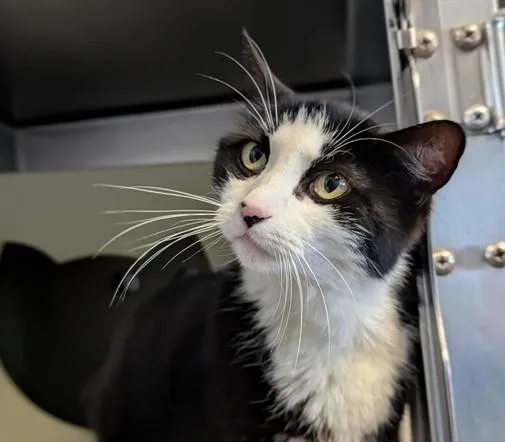 An adult medium-sized female Black & White / Tuxedo Tuxedo cat named Nikki for adoption in Canoga Park, CA