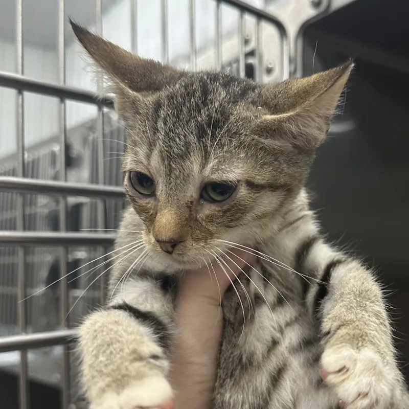 A baby small-sized male Domestic Short Hair cat named Glenn for adoption in Corbin, KY