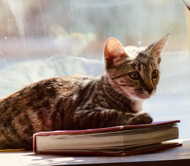 A baby medium-sized female Domestic Short Hair cat named Butternut for adoption in Lincoln, CA