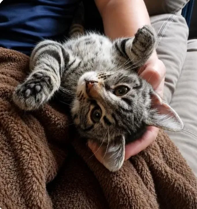 A baby medium-sized female Tabby (Brown / Chocolate) Domestic Short Hair cat named Ruby for adoption in Reeseville, WI