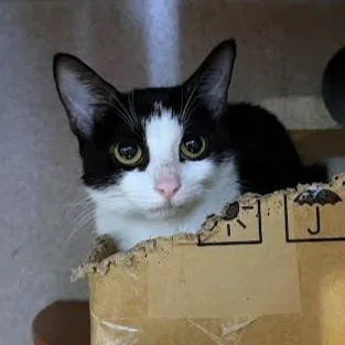 An adult medium-sized female Domestic Short Hair cat named Venus for adoption in Washington, DC