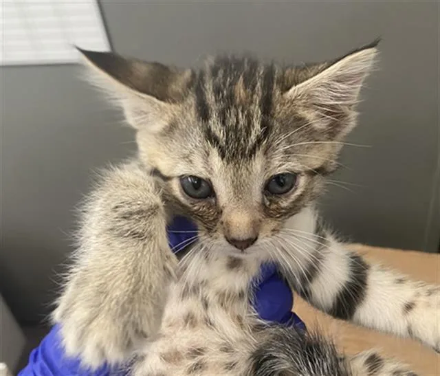 A baby medium-sized female Domestic Short Hair cat named Clarabelle for adoption in Dallas, TX