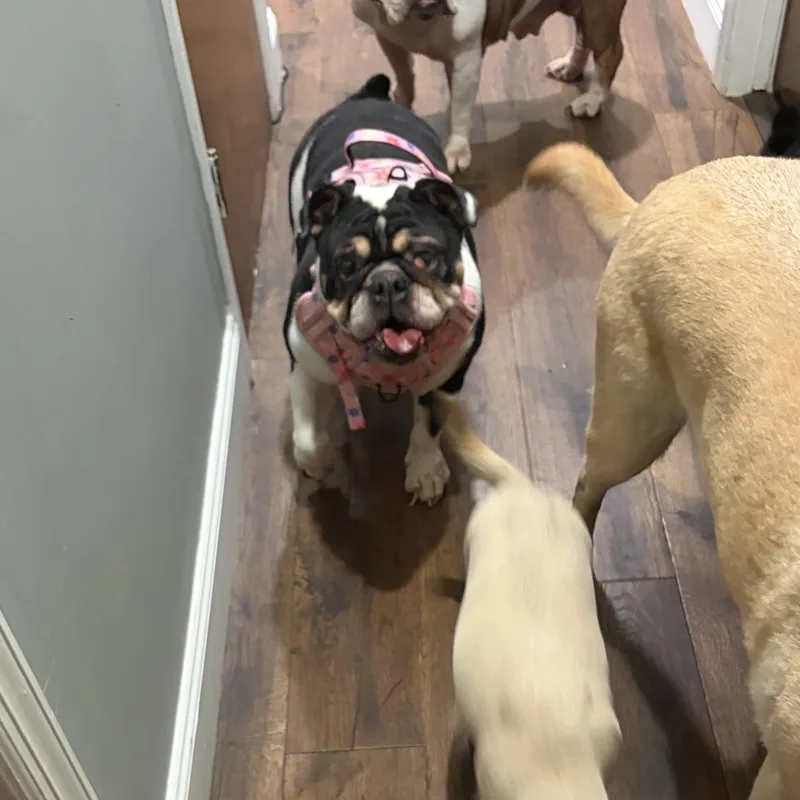 An adult small-sized female White / Cream English Bulldog dog named Marsha for adoption in Newfoundland, NJ