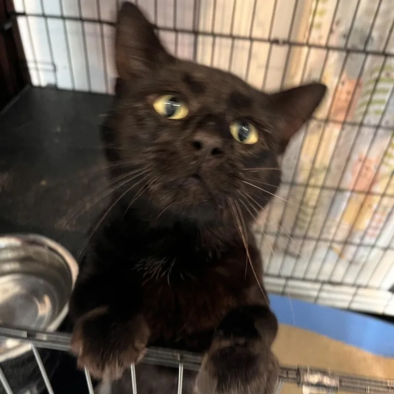 Merlin