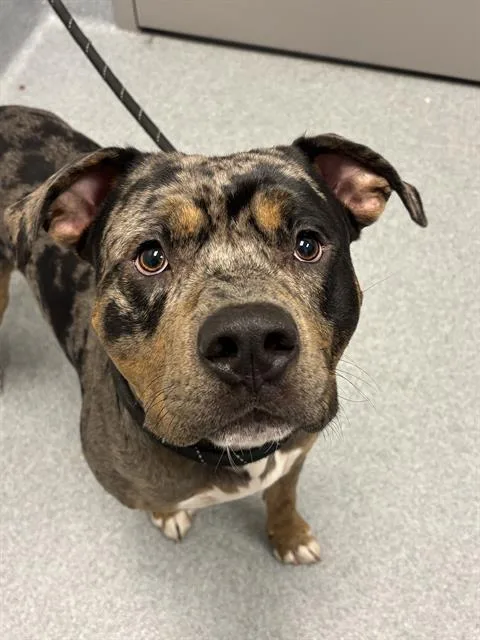 An adult large-sized male Rottweiler dog named Zuko for adoption in Indianapolis, IN