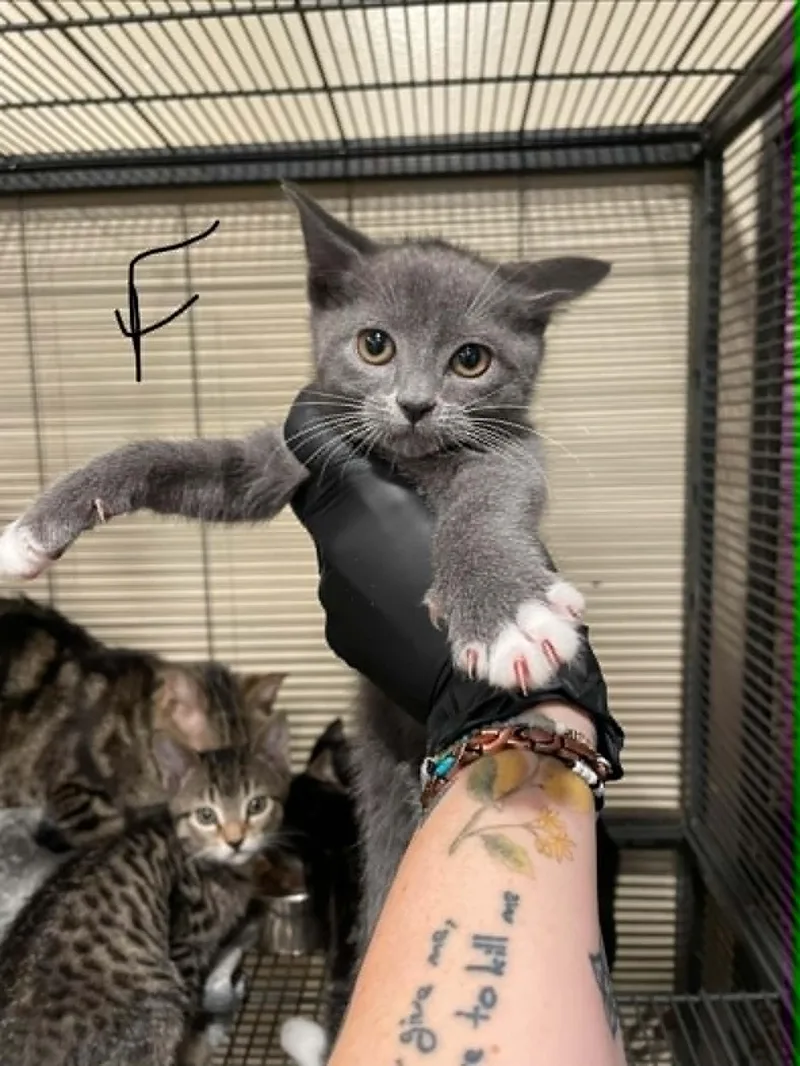 A baby medium-sized female Domestic Short Hair cat named Vanessa for adoption in Bishopville, SC