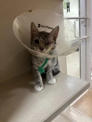 A young small-sized male Domestic Short Hair cat named a Frog for adoption in North Charleston, SC
