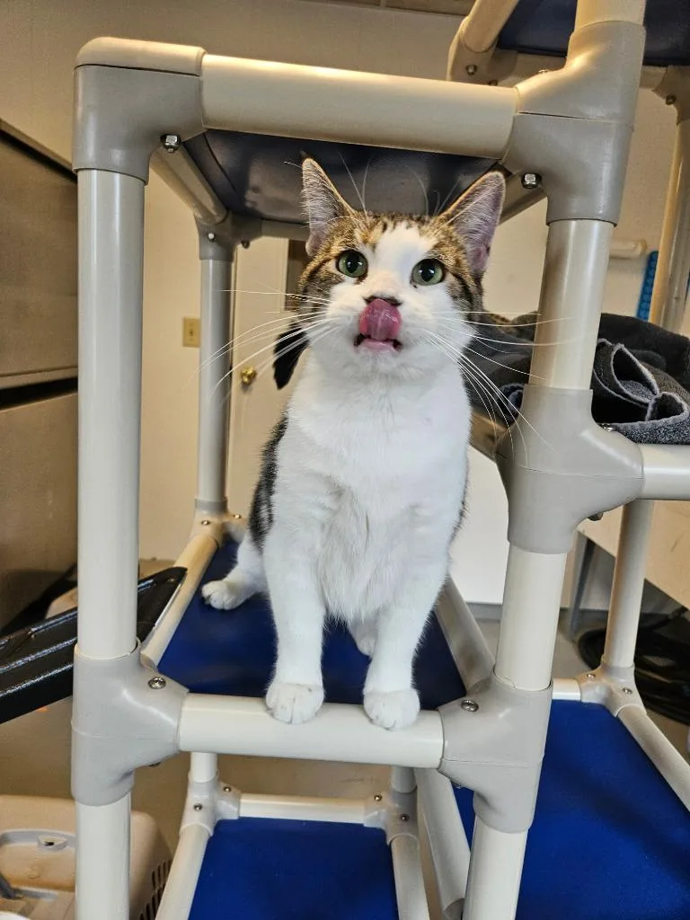 A young medium-sized female Domestic Short Hair cat named Bloom for adoption in Barron, WI