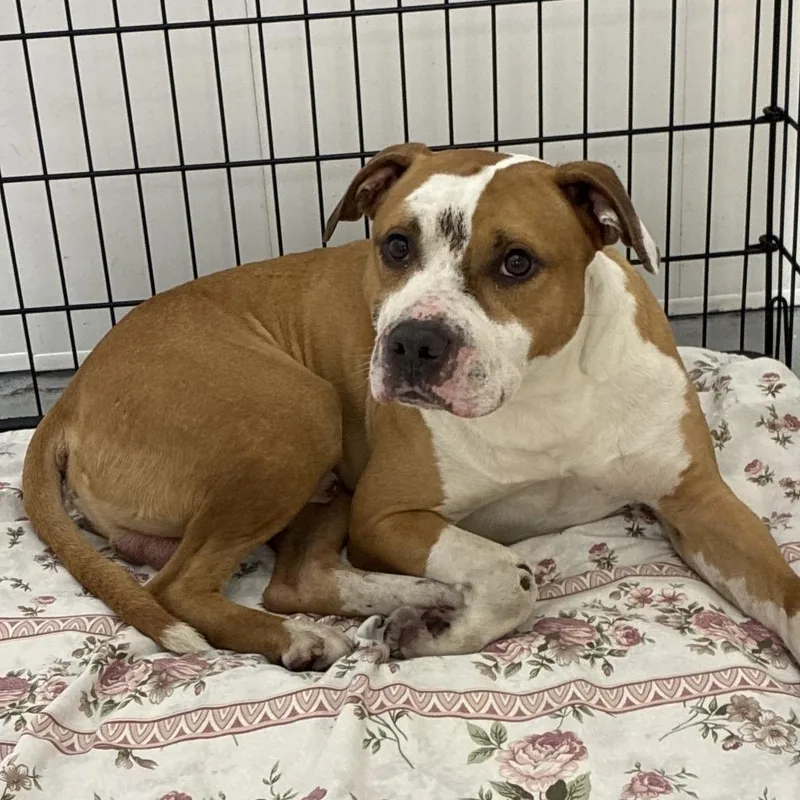 A young medium-sized male Brown / Chocolate Mixed Breed dog named Theo for adoption in Philadelphia, PA