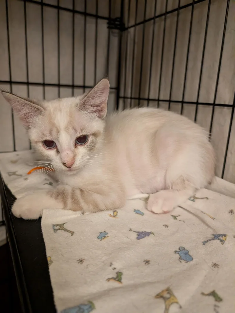 A baby medium-sized female Snowshoe cat named Houki for adoption in Succasunna, NJ