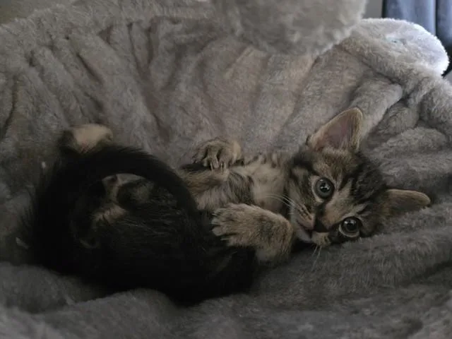 A baby small-sized female Domestic Short Hair cat named Lily for adoption in Colorado Springs, CO