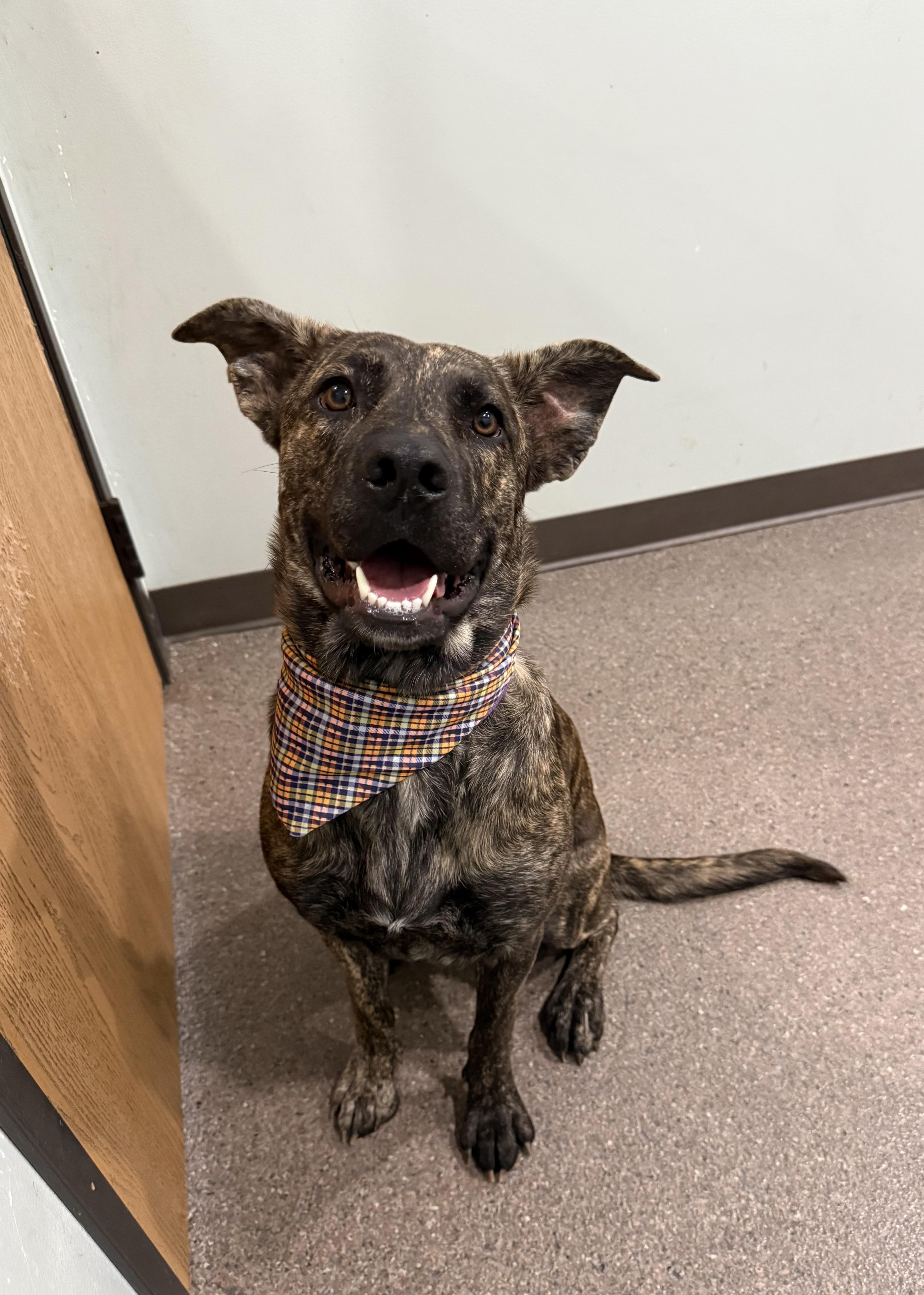 A young medium-sized female Brindle German Shepherd Dog dog named Bailey Prison Program Graduate for adoption in Sault Sainte Marie, MI