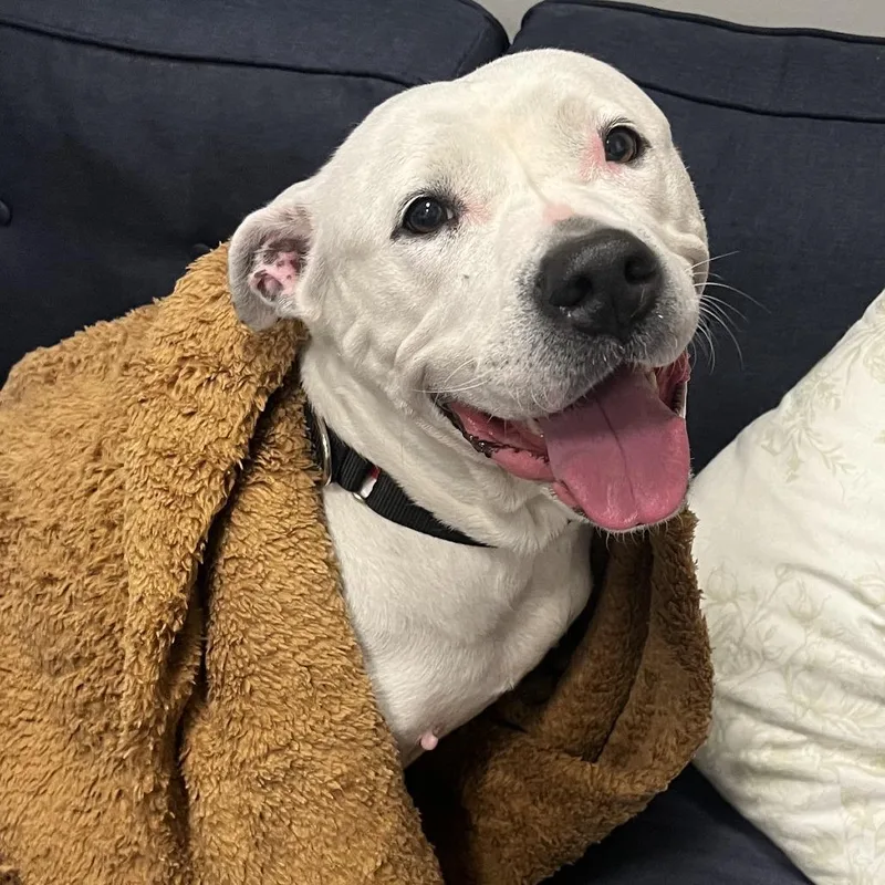 A senior large-sized female White / Cream Pit Bull Terrier dog named Luna for adoption in Chicago, IL