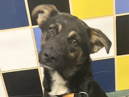 An adult large-sized male Tricolor (Brown, Black, & White) Mixed Breed dog named Li Shang for adoption in Georgetown, TX
