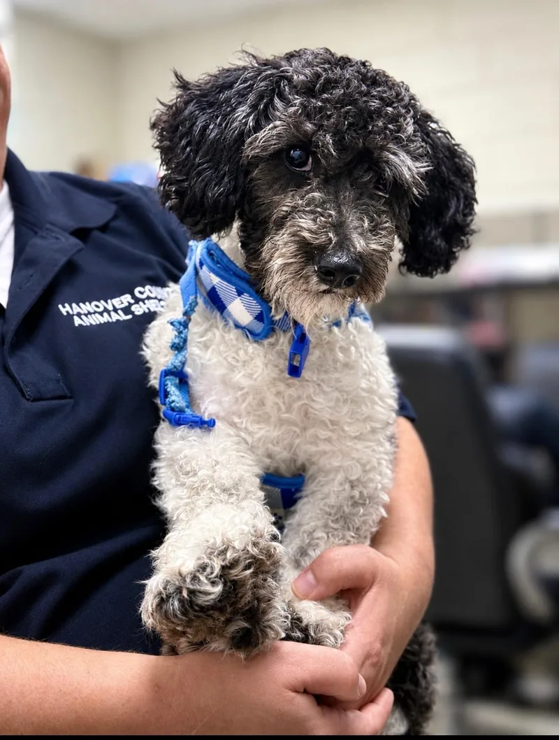 A young small-sized male Black Miniature Poodle dog named Jalen for adoption in Ashland, VA
