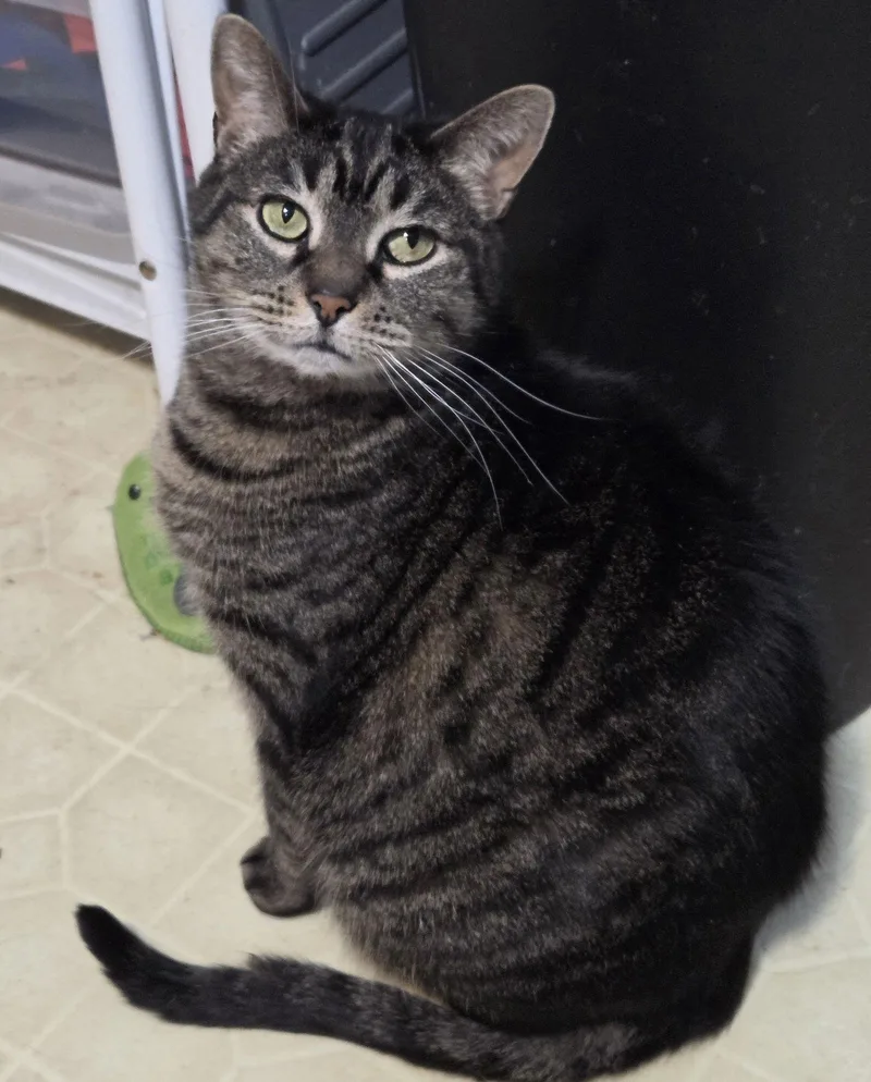 Cinnamon thumbnail 2